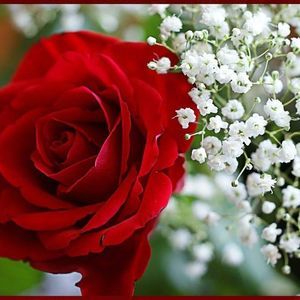 Meet your Posher, Ingrid